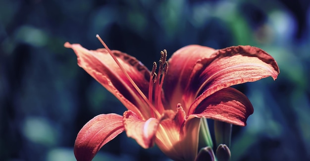 Macro di piante e fiori Dettaglio di petali e foglie al tramonto Sfondo di natura naturale