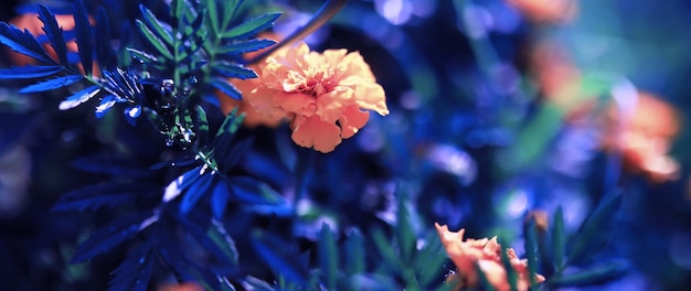 Macro di piante e fiori Dettaglio di petali e foglie al tramonto Sfondo di natura naturale