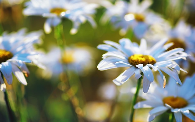 Macro di piante e fiori Dettaglio di petali e foglie al tramonto Sfondo di natura naturale