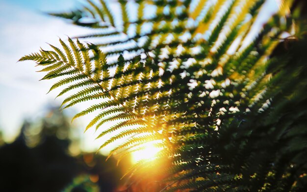 Macro di piante e fiori Dettaglio di petali e foglie al tramonto Sfondo di natura naturale