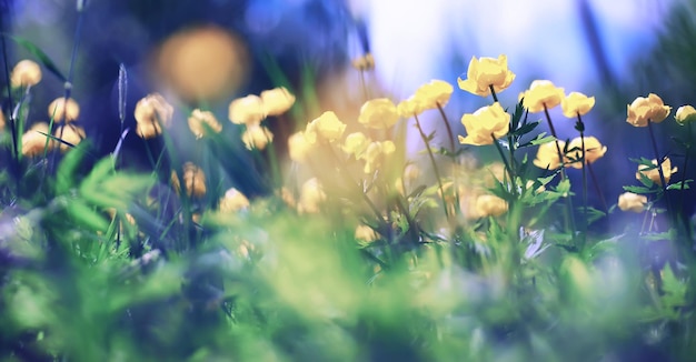 Macro di piante e fiori Dettaglio di petali e foglie al tramonto Sfondo di natura naturale