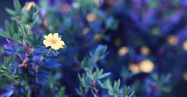 Macro di piante e fiori Dettaglio di petali e foglie al tramonto Sfondo di natura naturale