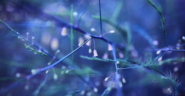 Macro di piante e fiori Dettaglio di petali e foglie al tramonto Sfondo di natura naturale