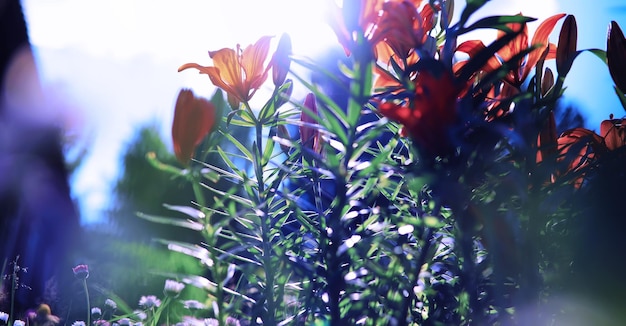 Macro di piante e fiori Dettaglio di petali e foglie al tramonto Sfondo di natura naturale