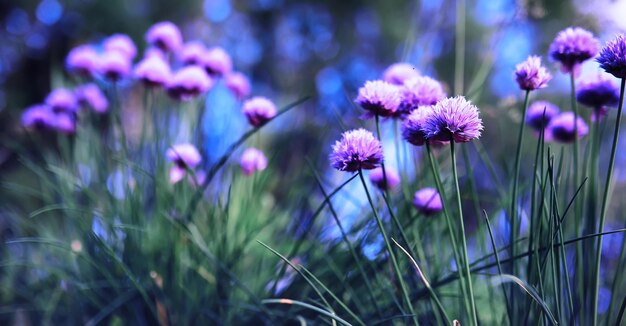 Macro di piante e fiori Dettaglio di petali e foglie al tramonto Sfondo di natura naturale