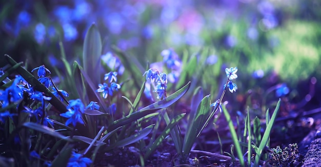 Macro di piante e fiori Dettaglio di petali e foglie al tramonto Sfondo di natura naturale