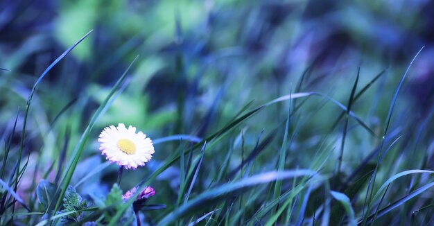 Macro di piante e fiori Dettaglio di petali e foglie al tramonto Sfondo di natura naturale