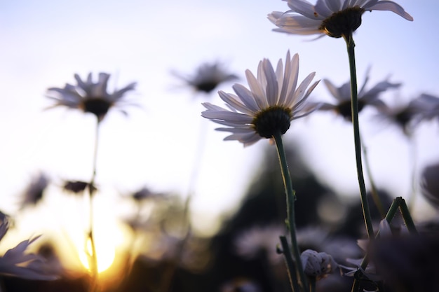 Macro di piante e fiori Dettaglio di petali e foglie al tramonto Sfondo di natura naturale