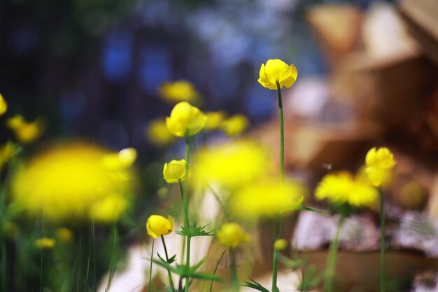 Macro di piante e fiori Dettaglio di petali e foglie al tramonto Sfondo di natura naturale