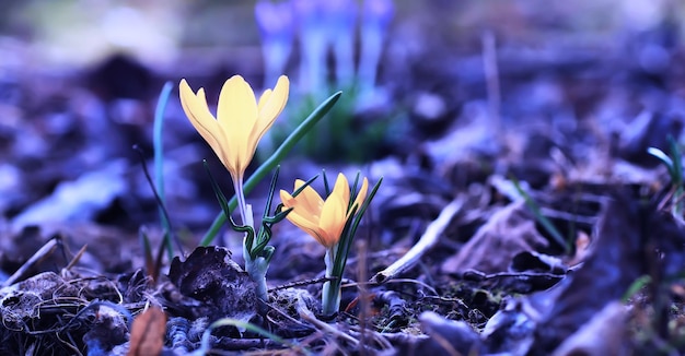 Macro di piante e fiori Dettaglio di petali e foglie al tramonto Sfondo di natura naturale