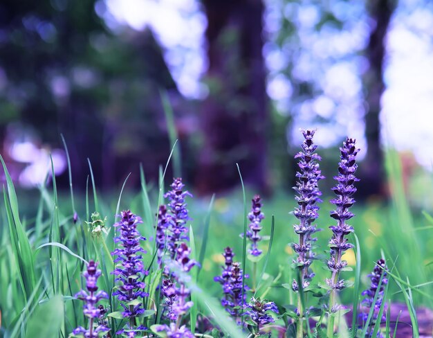 Macro di piante e fiori Dettaglio di petali e foglie al tramonto Sfondo di natura naturale