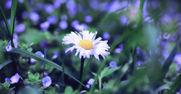 Macro di piante e fiori Dettaglio di petali e foglie al tramonto Sfondo di natura naturale