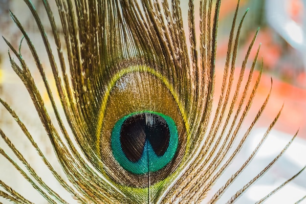 Macro di piuma di pavone