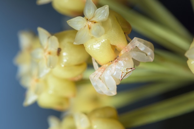 Macro di ragno bianco