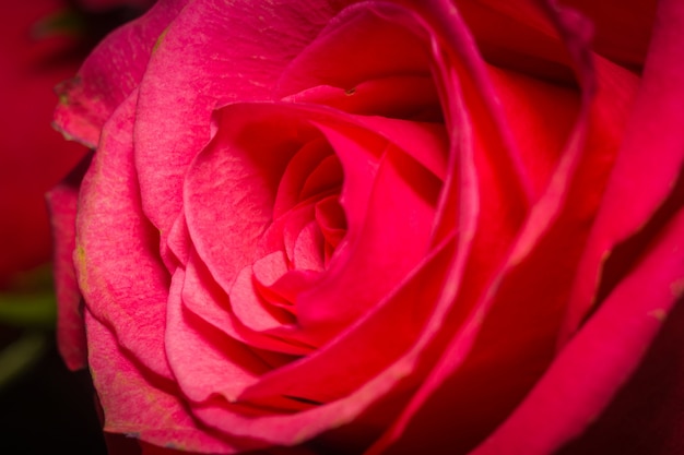 Macro di rosa rosa