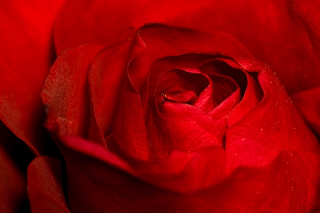 Macro di rosa rossa