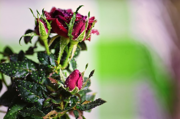 Macro di rose fresche in vaso