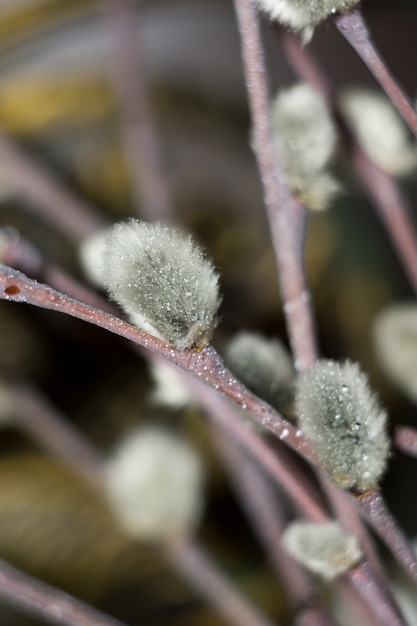 Macro di salice figa