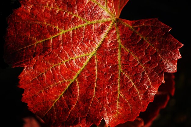 Macro di sfondo foglia d'uva rossa autunnale