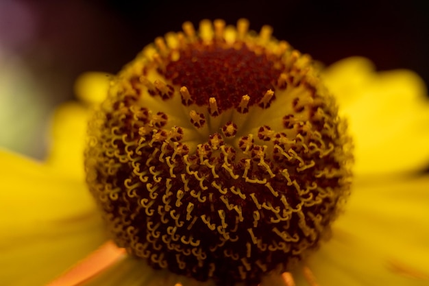 macro di stame di fiori in fiore