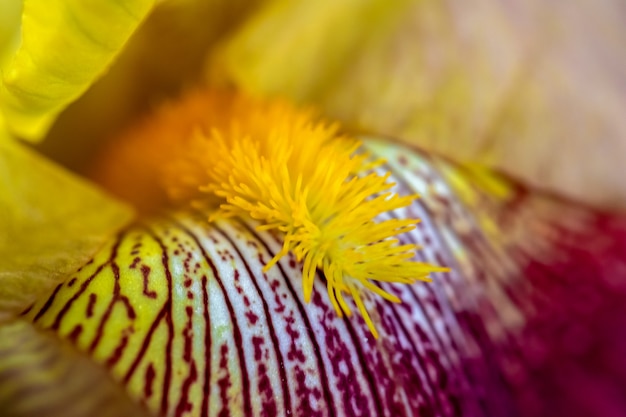 Macro di stami di fiori