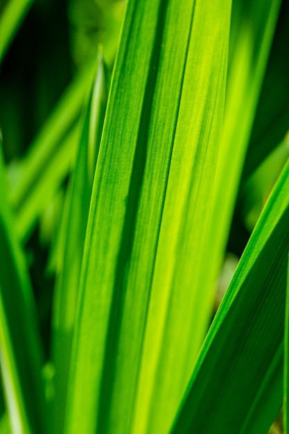 Macro di struttura della foglia del pandano, primo piano della struttura della foglia del pandano verde ( Pandanus amaryllifolius Roxb. )