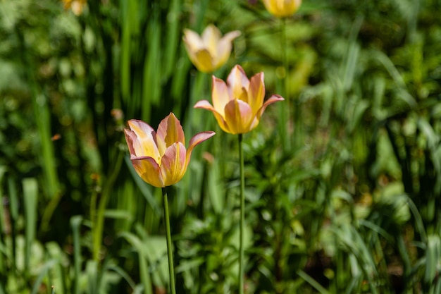 Macro di tulipani arancioni primaverili