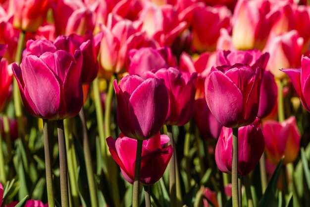 Macro di tulipani rosa su uno sfondo di erba verde