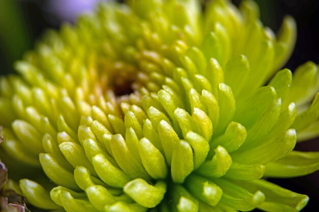 Macro Di Un Fiore Di Crisantemo Verde.