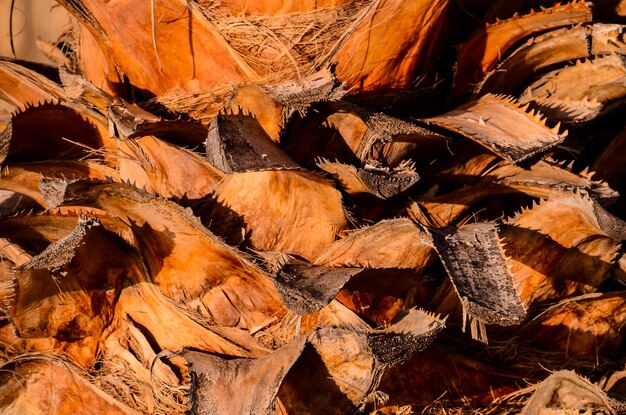 Macro di un fondo di struttura del tronco di palma