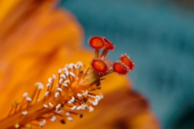 Macro di un Hibiscus rosa sinensis in un giardino botanico