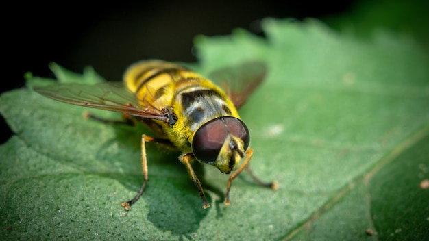 Macro di un Hoverfly appoggiato su una foglia