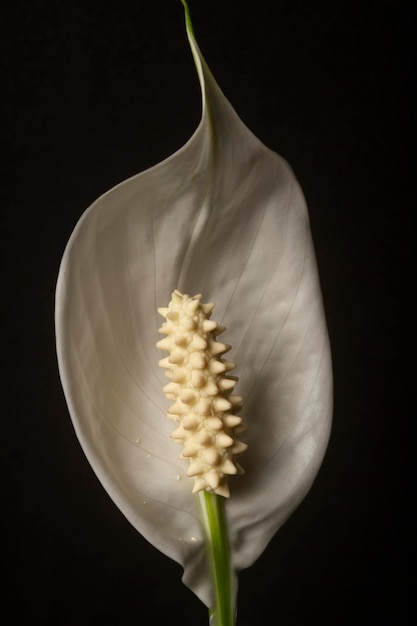 Macro di un petalo bianco di spathiphyllum