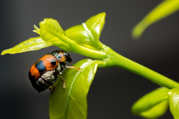 Macro di un piccolo bug carino