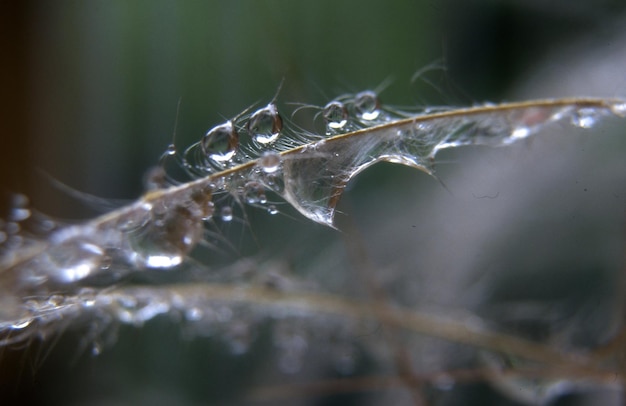 Macro di un ragno su un bicchiere