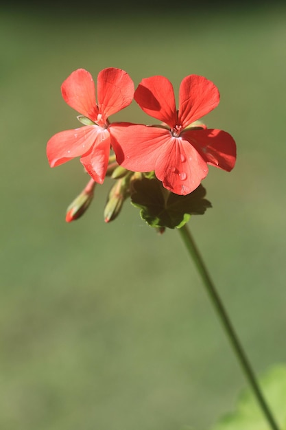 Macro di un rosso geranio a ferro di cavallo