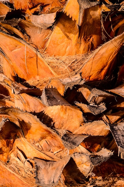 Macro di un tronco di palma