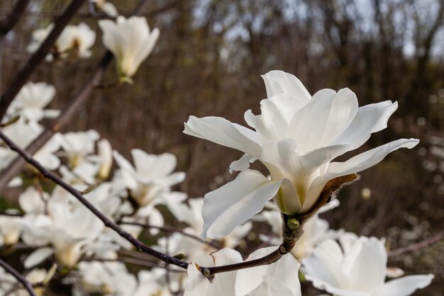 Macro di una bella gemma di magnolia