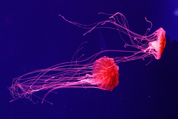 Macro di una bella medusa chrysaora pacifica