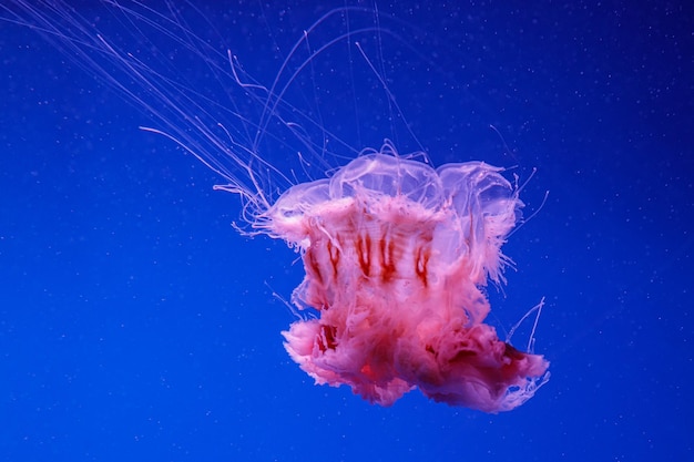 Macro di una bella medusa cyanea capillata