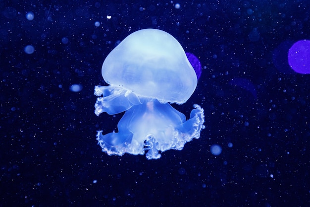 Macro di una bella medusa stomolophus meleagris