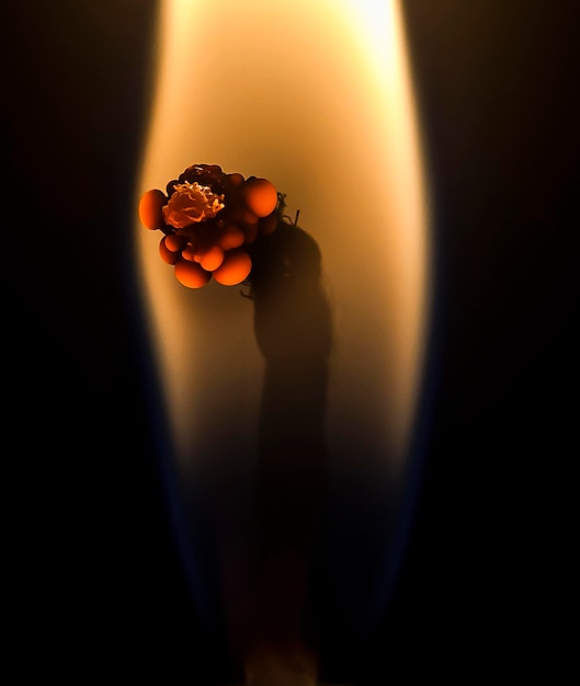 Macro di una candela flamexA