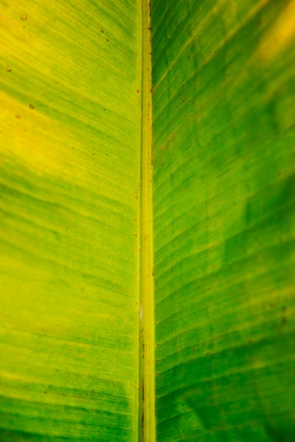 Macro di una foglia di banana