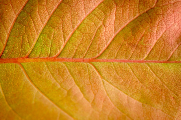 Macro di una foglia secca in autunno