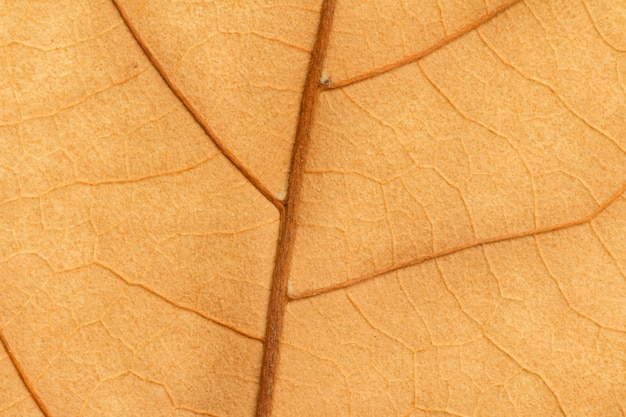 Macro di una foglia secca in autunno