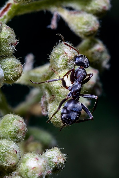 Macro di una formica che cammina su una foglia bianca