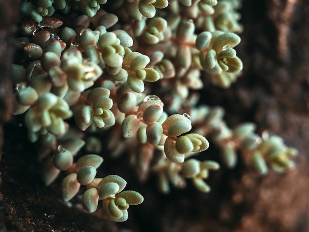 Macro di una goccia d'acqua sulla foglia di una piccola succulenta