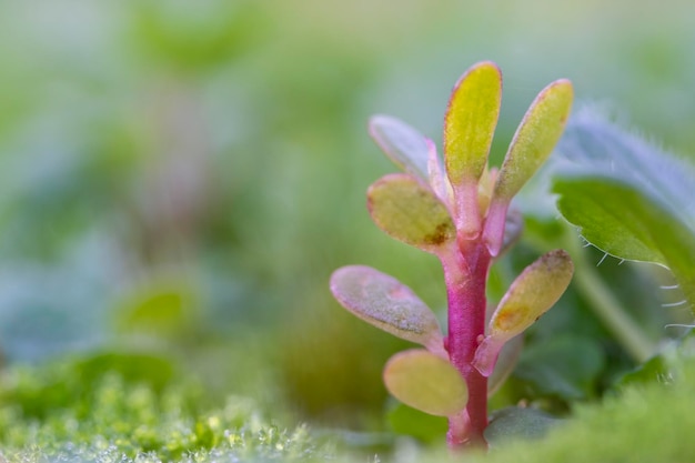 macro di una piccola pianta succulenta che cresce tra l'umidità del muschio