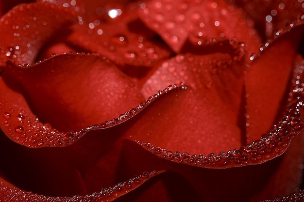 Macro di una rosa rossa con gocce di pioggia