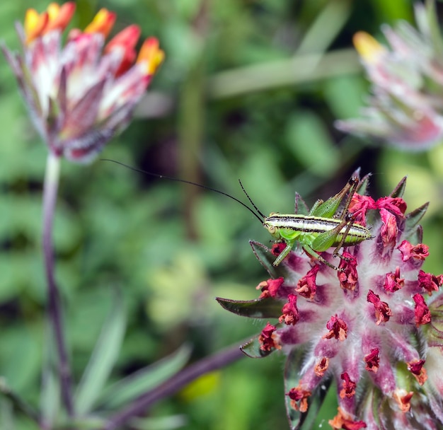 Macro di Yersinella Raymondi, nome comune Raymond's Bush-cricket su un fiore